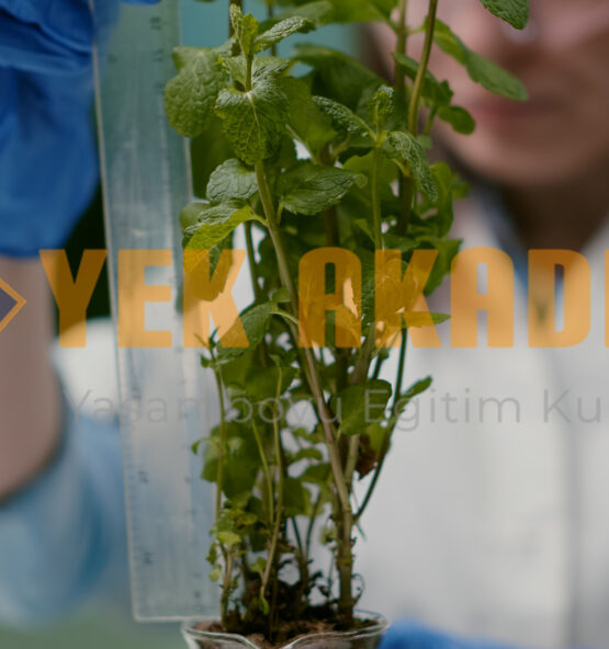 Tıbbi ve Aromatik Bitki Yetiştiriciliği Eğitimi 1 Tıbbi ve Aromatik Bitki Yetiştiriciliği Eğitimi