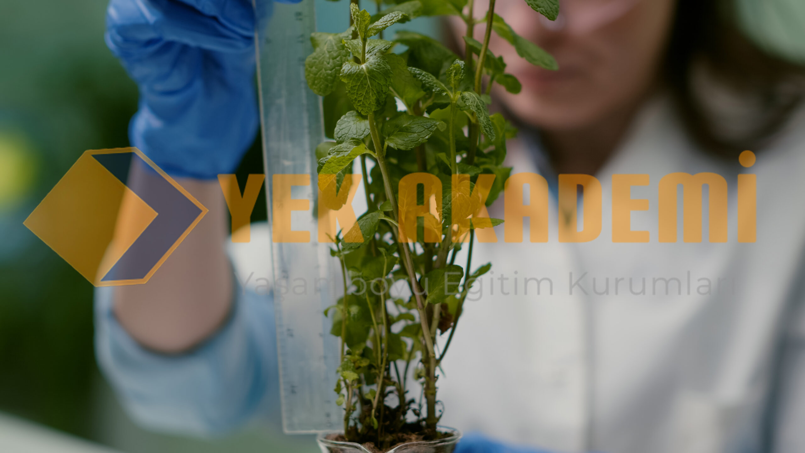 Tıbbi ve Aromatik Bitki Yetiştiriciliği Eğitimi