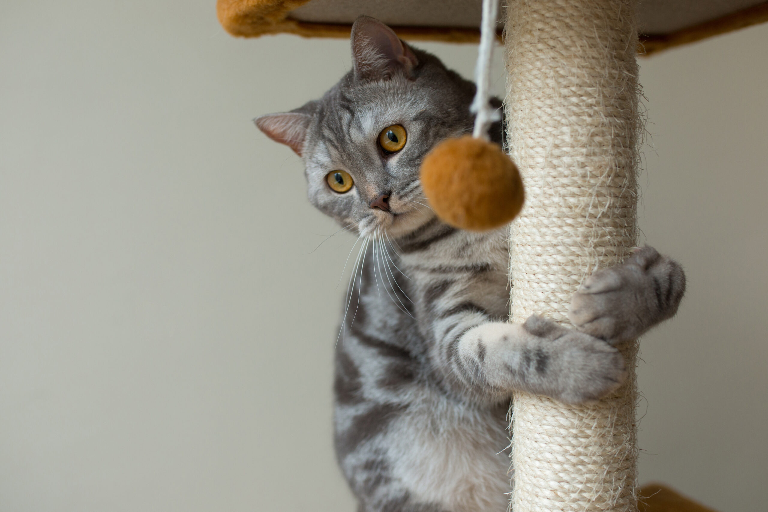 Kedi Oteli Açmak İçin Sertifika: Profesyonel Bir Başlangıç 3 Kedi Oteli Açmak İçin Sertifika