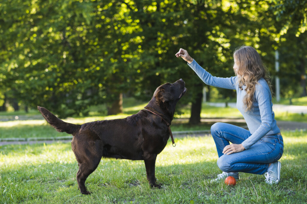 Köpek Eğitmenliği Kursu: YEK Akademi ile Profesyonel Bir Kariyere Adım Atın 3 Köpek Eğitmenliği Kursu