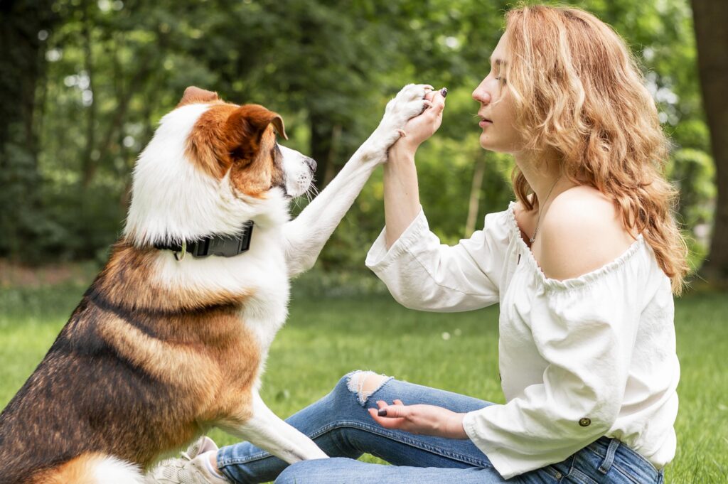 Köpek Eğitmenliği Kursu: YEK Akademi ile Profesyonel Bir Kariyere Adım Atın 2 Köpek Eğitmenliği Kursu