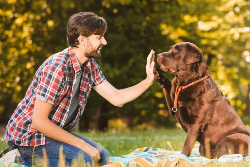 Köpek Eğitmenliği Sertifikası 2 Köpek Eğitmenliği Sertifikası