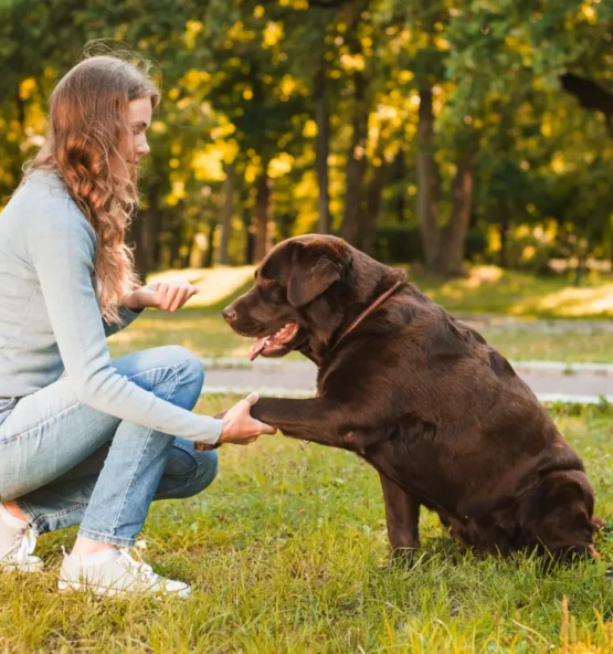 Köpek Eğitmenliği Sertifikası 1 Köpek Eğitmenliği Sertifikası