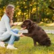 Köpek Eğitmenliği Sertifikası