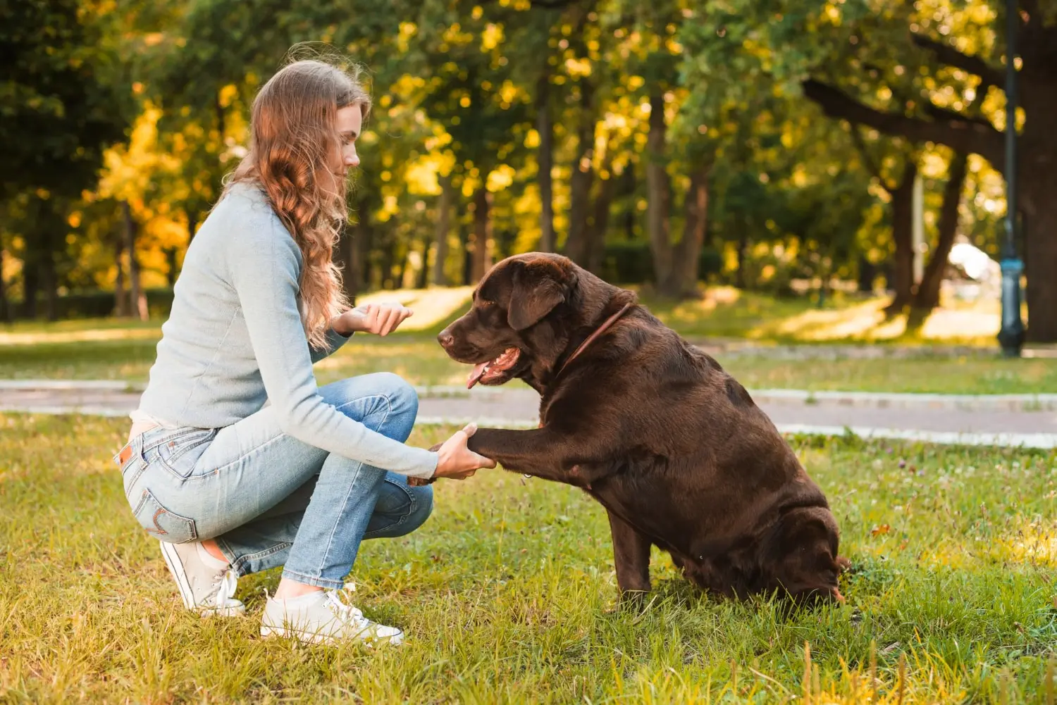 Köpek Eğitmenliği Sertifikası