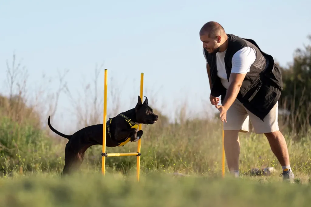 Köpek Eğitmenliği Sertifikası 4 Köpek Eğitmenliği Sertifikası