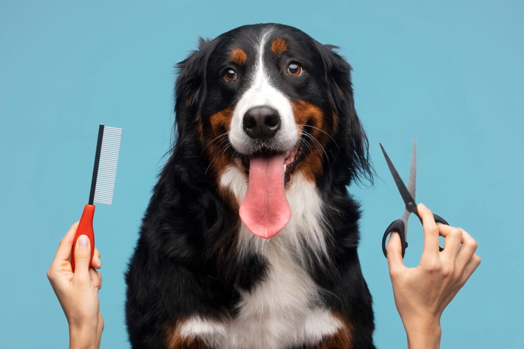 Pet Kuaför Eğitimi Nedir? Nasıl Alınır? 4 Pet Kuaför Eğitimi