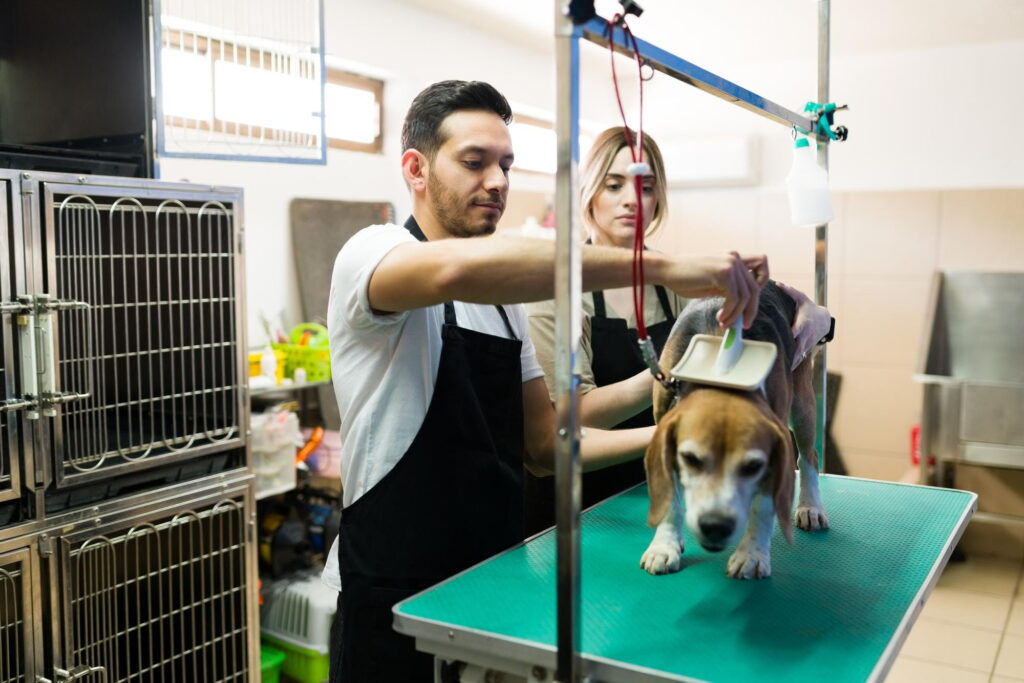Pet Kuaför Eğitimi Nedir? Nasıl Alınır? 3 Pet Kuaför Eğitimi