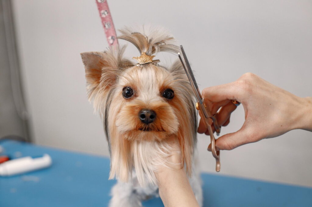 Pet Kuaför Eğitimi Nedir? Nasıl Alınır? 2 Pet Kuaför Eğitimi