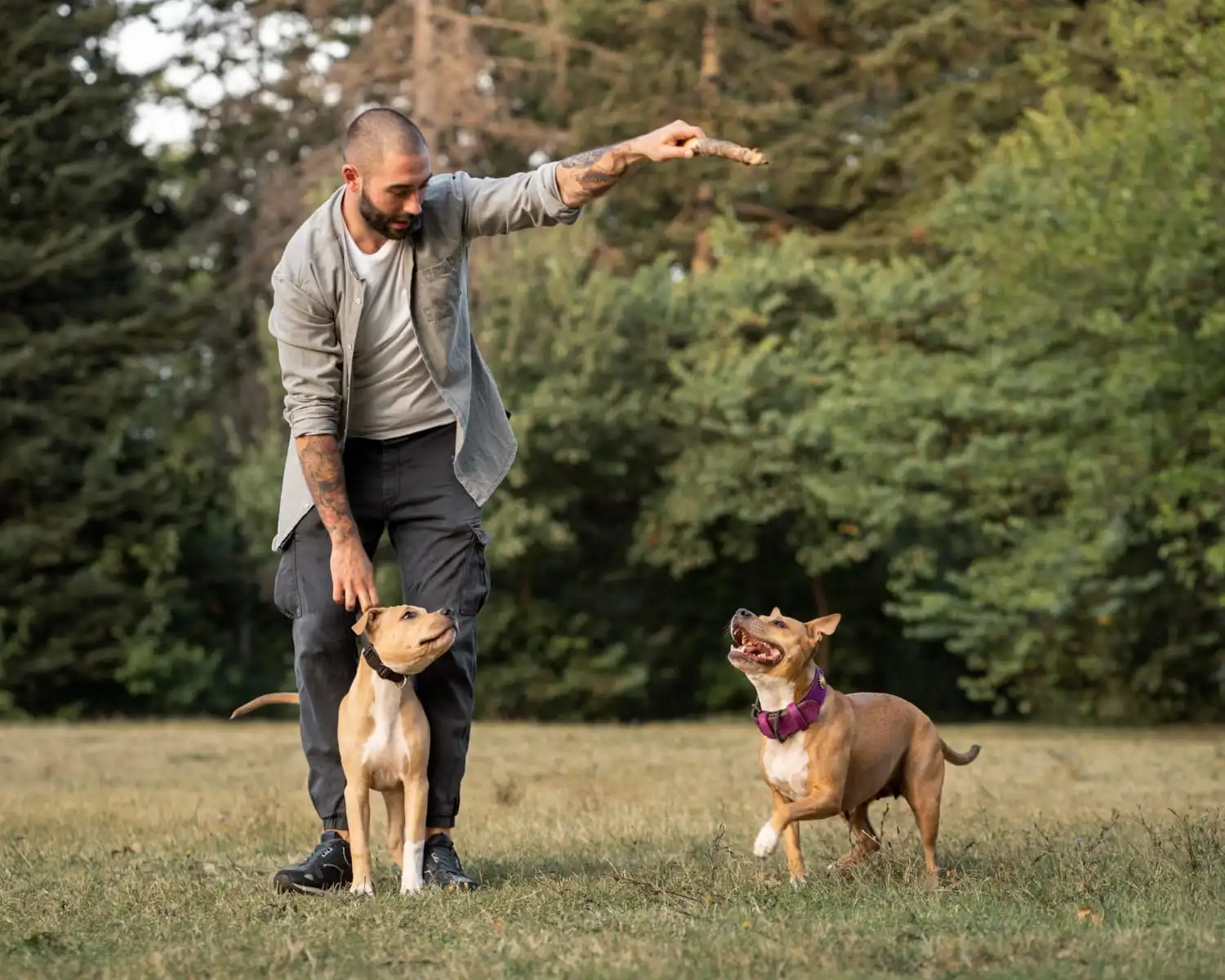 Köpek Eğitmeni Nasıl Olunur? 5 Köpek Eğitmeni Nasıl Olunur