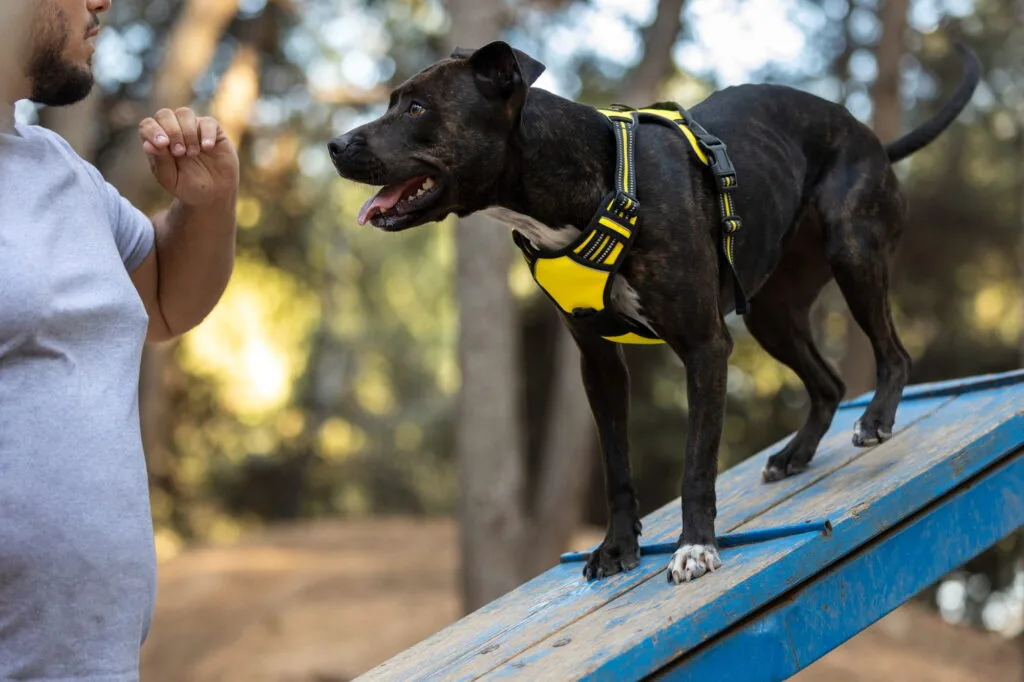 Köpek Eğitmeni Nasıl Olunur? 2 Köpek Eğitmeni Nasıl Olunur