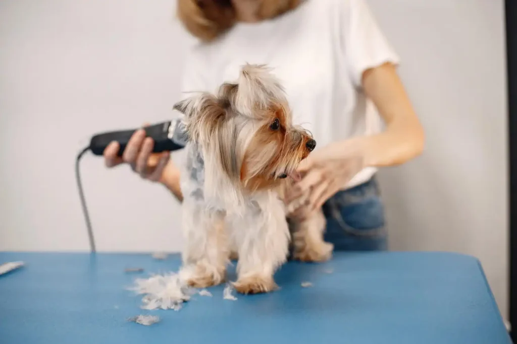 Pet Kuaförü Sertifikası Nedir? Nasıl Alınır ve Ne İşe Yarar? 2 Pet Kuaförü Sertifikası