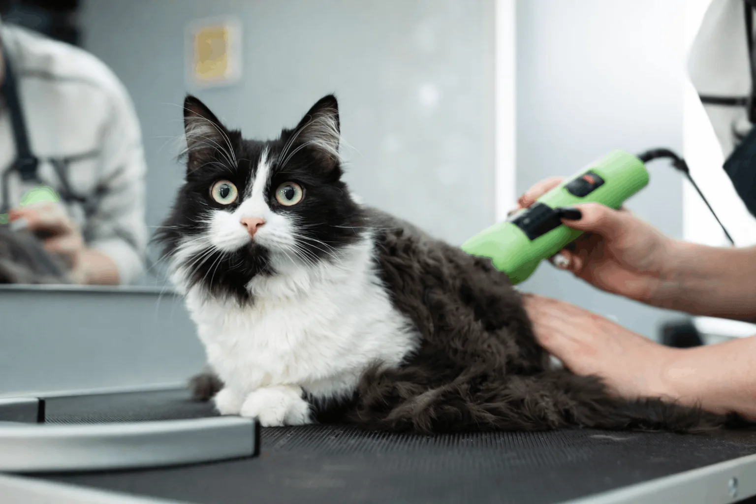 Pet Kuaförü Sertifikası Nedir? Nasıl Alınır ve Ne İşe Yarar? 3 Pet Kuaförü Sertifikası