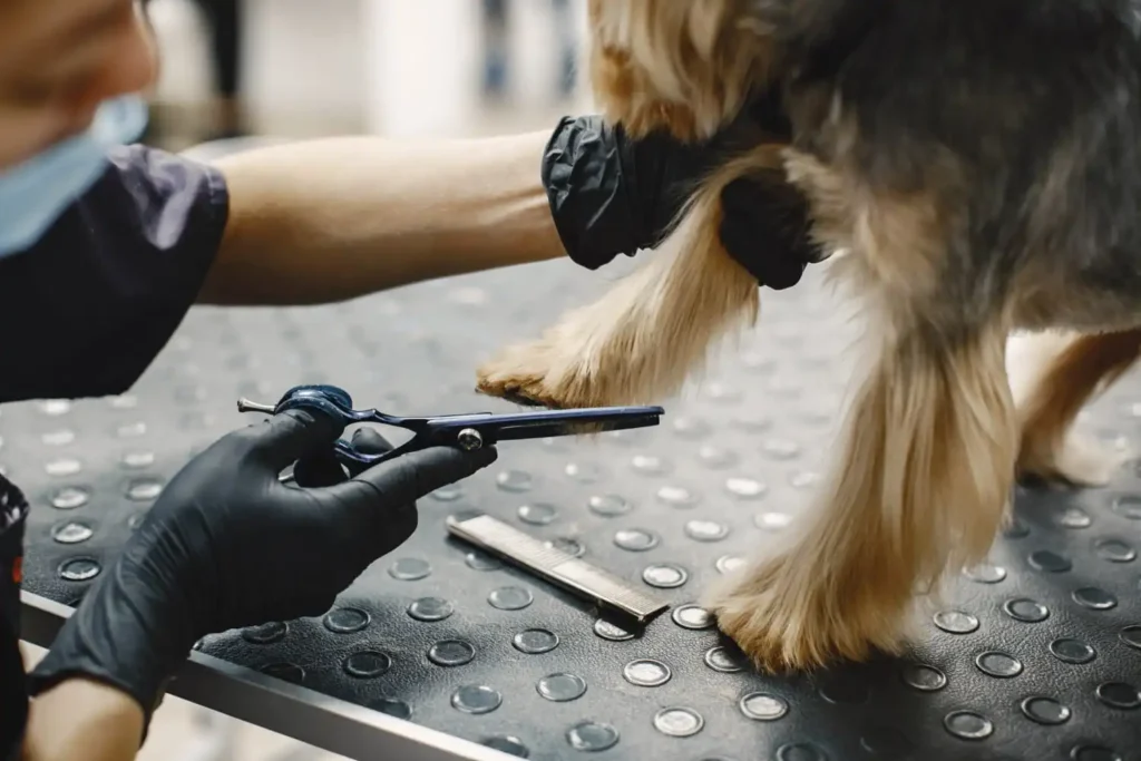 Pet Kuaförü Sertifikası E Devletten Nasıl Alınır? 2 Pet Kuaförü Sertifikası E Devletten Nasıl Alınır