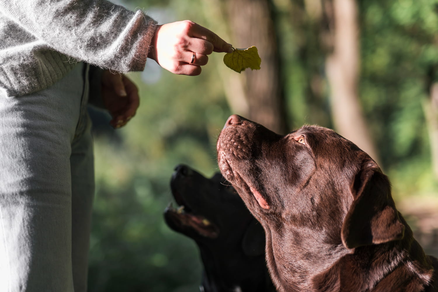 Köpek Eğitmenliği Belgesi Nereden Alınır? 1 Köpek Eğitmenliği Belgesi Nereden Alınır
