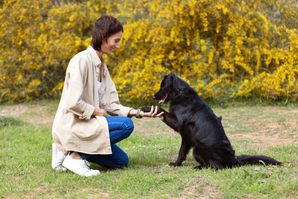 Köpek Eğitmenliği Belgesi Nereden Alınır? 2 Köpek Eğitmenliği Belgesi Nereden Alınır