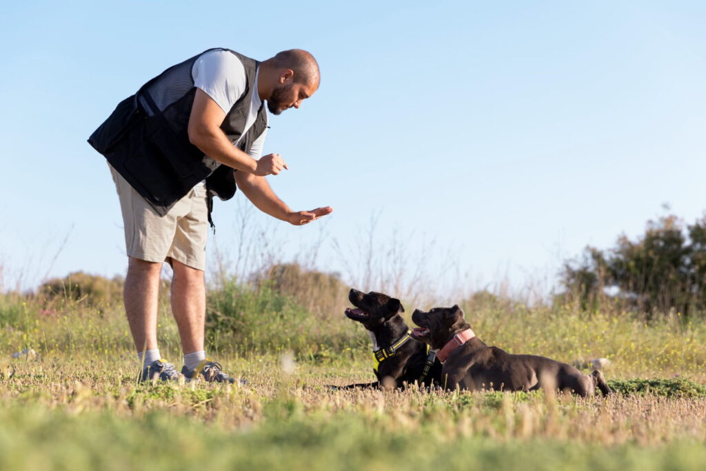 Köpek Eğitmenliği Belgesi Nereden Alınır? 3 Köpek Eğitmenliği Belgesi Nereden Alınır