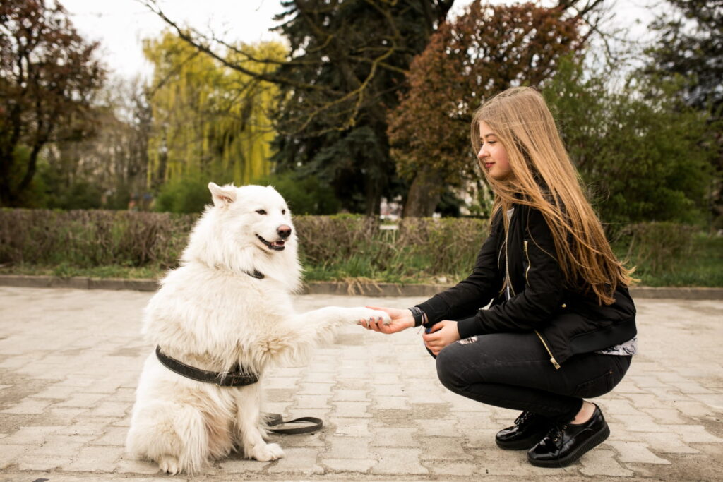 Köpek Eğitmenliği Belgesi Nereden Alınır? 4 Köpek Eğitmenliği Belgesi Nereden Alınır