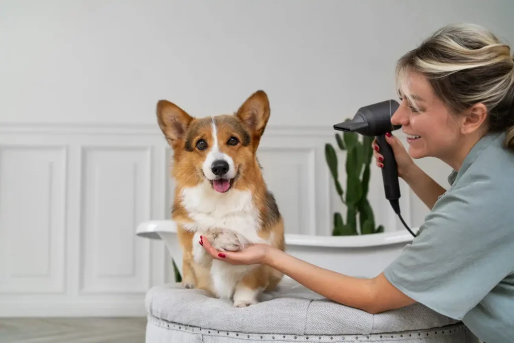 Pet Kuaför Açma Şartları Nelerdir? 3 Pet Kuaför Açma Şartları