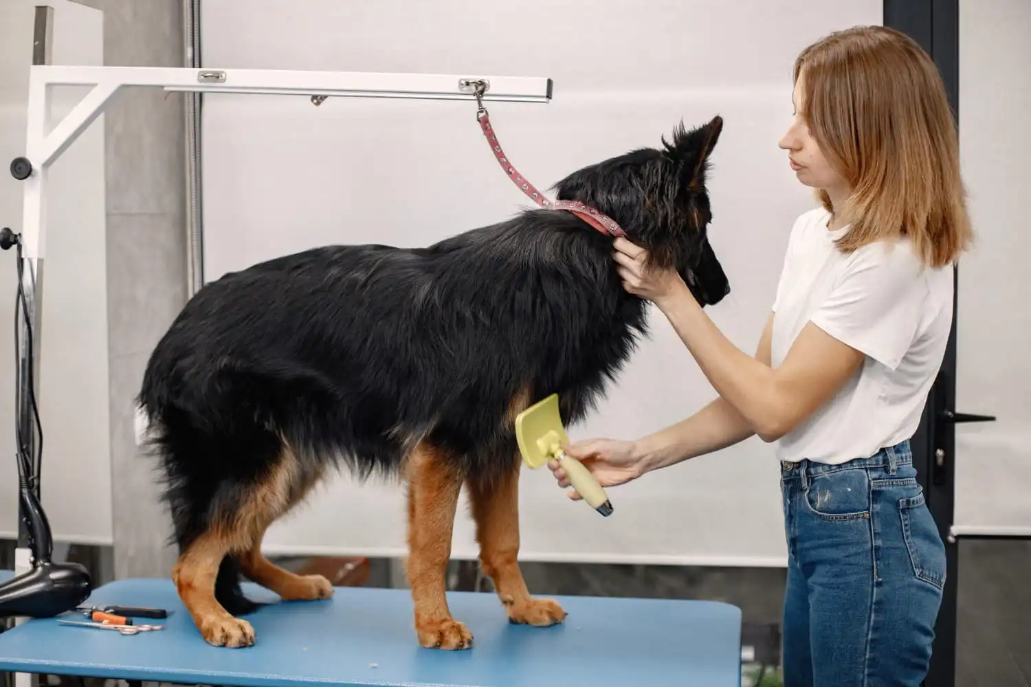 Pet Kuaför Açma Şartları Nelerdir? 2 Pet Kuaför Açma Şartları
