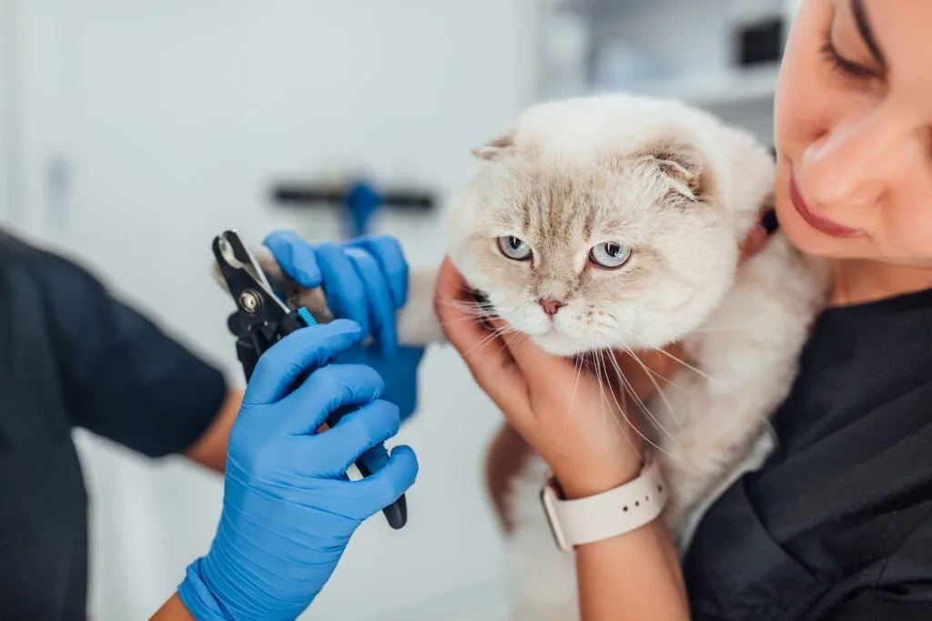 Pet Kuaför Açma Şartları Nelerdir? 4 Pet Kuaför Açma Şartları