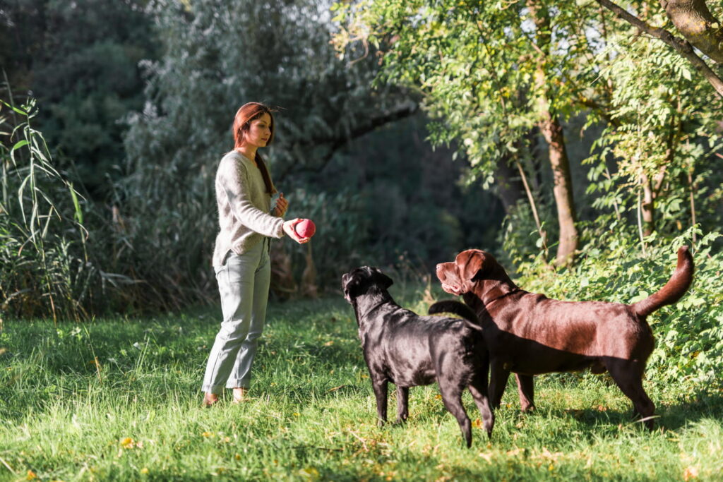 Köpek Eğitmenliği Sertifikası Nasıl Alınır? 4 Köpek Eğitmenliği Sertifikası Nasıl Alınır