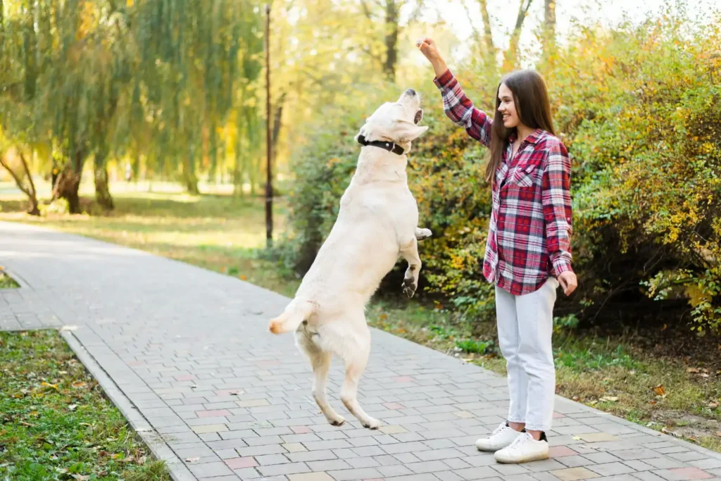 Köpek Eğitmenliği Sertifikası Nasıl Alınır? 3 Köpek Eğitmenliği Sertifikası Nasıl Alınır