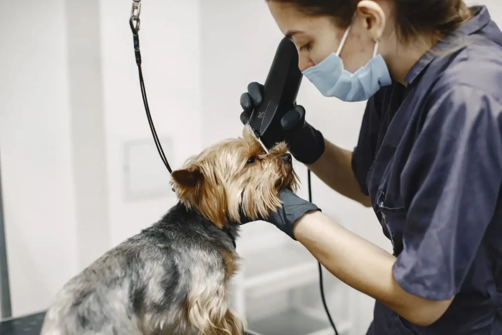 Pet Kuaför Eğitimi Nasıl Alınır? 4 Pet Kuaför Eğitimi Nasıl Alınır